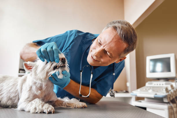 Best Emergency Denture Repair in Wadesboro, NC